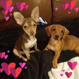 Meet your Posher, Deanna